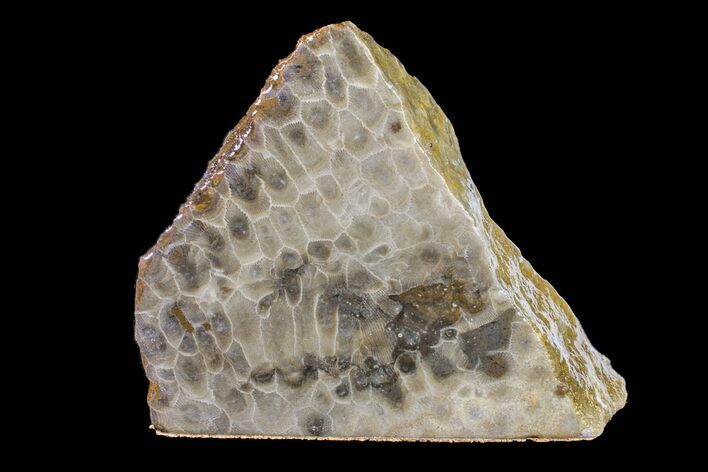 Polished Petoskey Stone (Fossil Coral) - Michigan #156024